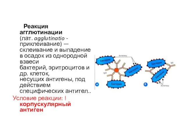 Реакция агглютинации (лат. agglutinatio - приклеивание) — склеивание и выпадение