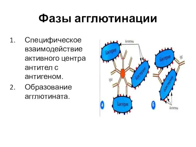 Фазы агглютинации Специфическое взаимодействие активного центра антител с антигеном. Образование агглютината.