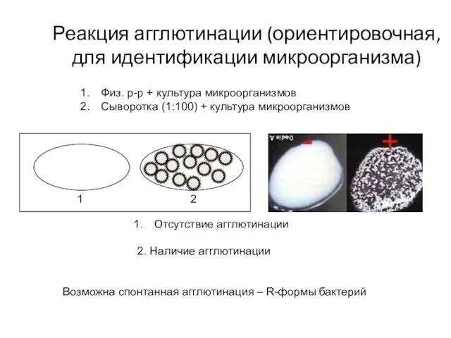 Реакция агглютинации (ориентировочная, для идентификации микроорганизма) 1 2 Отсутствие агглютинации