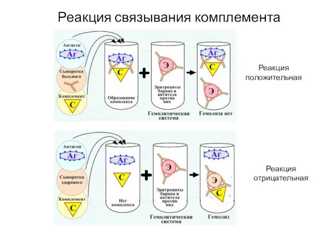 Реакция связывания комплемента Реакция положительная Реакция отрицательная