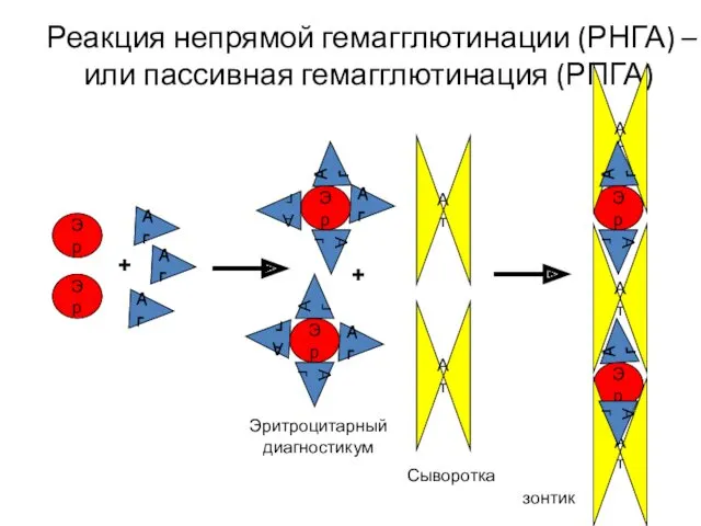 Реакция непрямой гемагглютинации (РНГА) – или пассивная гемагглютинация (РПГА) Эр