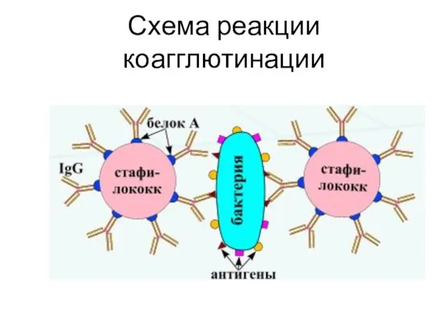 Схема реакции коагглютинации