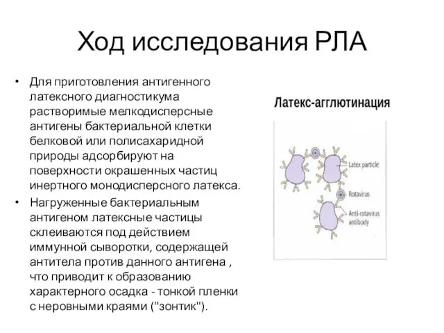 Ход исследования РЛА Для приготовления антигенного латексного диагностикума растворимые мелкодисперсные