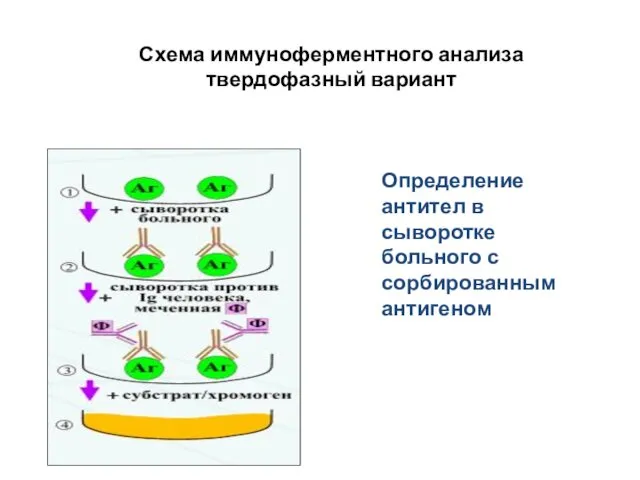 Схема иммуноферментного анализа твердофазный вариант Определение антител в сыворотке больного с сорбированным антигеном