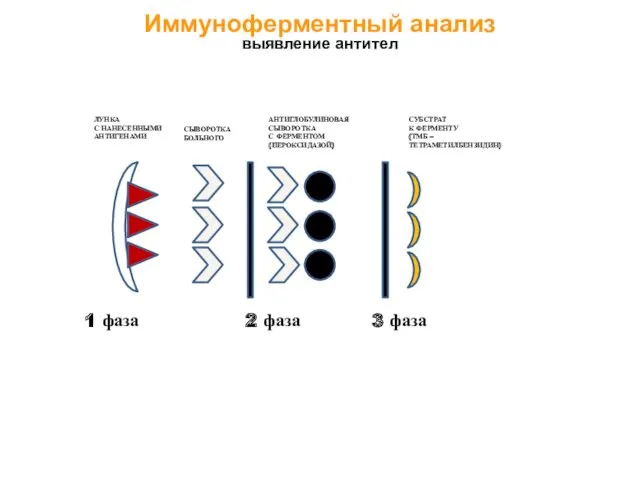 1 фаза 2 фаза 3 фаза Иммуноферментный анализ выявление антител