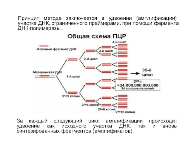 Принцип метода заключается в удвоении (амплификации) участка ДНК, ограниченного праймерами,