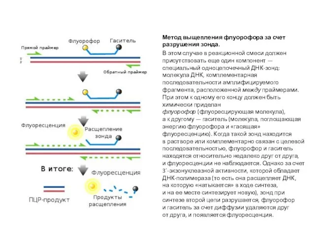 Метод выщепления флуорофора за счет разрушения зонда. В этом случае