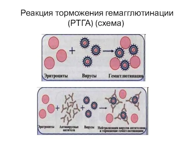 Реакция торможения гемагглютинации (РТГА) (схема)