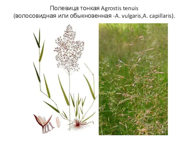 Полевица тонкая Agrostis tenuis (волосовидная или обыкновенная -A. vulgaris,A. capillaris).