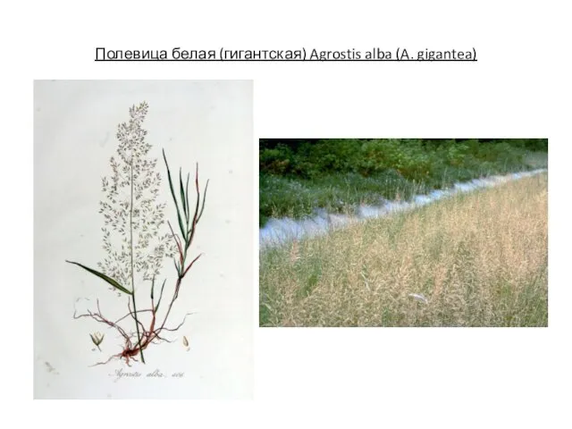 Полевица белая (гигантская) Agrostis alba (A. gigantea)
