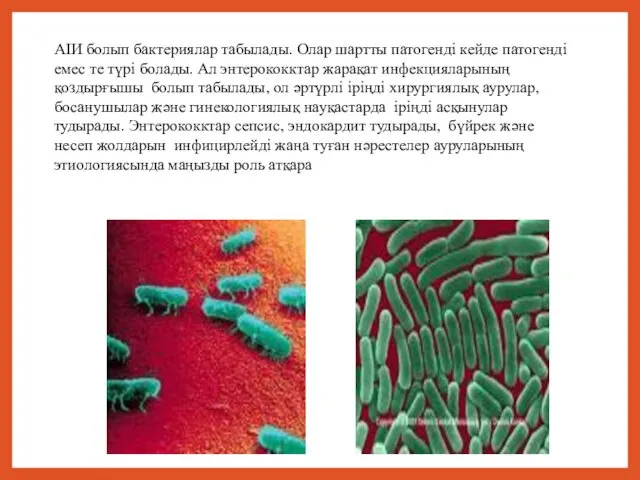 АІИ болып бактериялар табылады. Олар шартты патогенді кейде патогенді емес