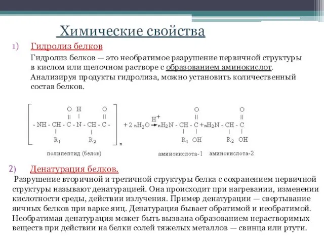 Химические свойства Гидролиз белков Гидролиз белков — это необратимое разрушение