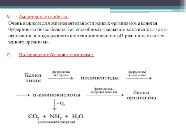 Амфотерные свойства. Очень важным для жизнедеятельности живых организмов является буферное