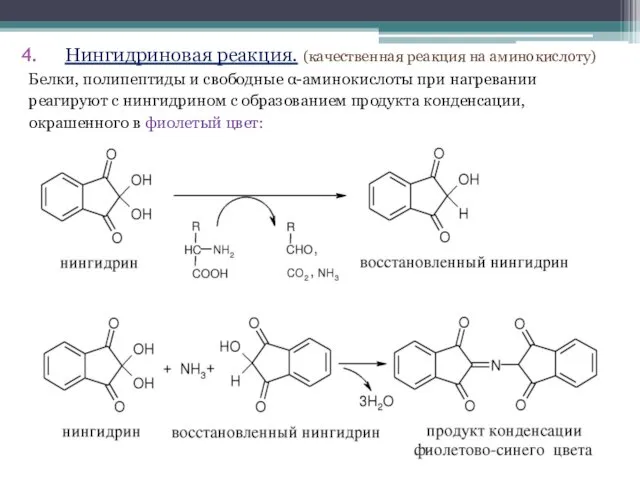 Нингидриновая реакция. (качественная реакция на аминокислоту) Белки, полипептиды и свободные