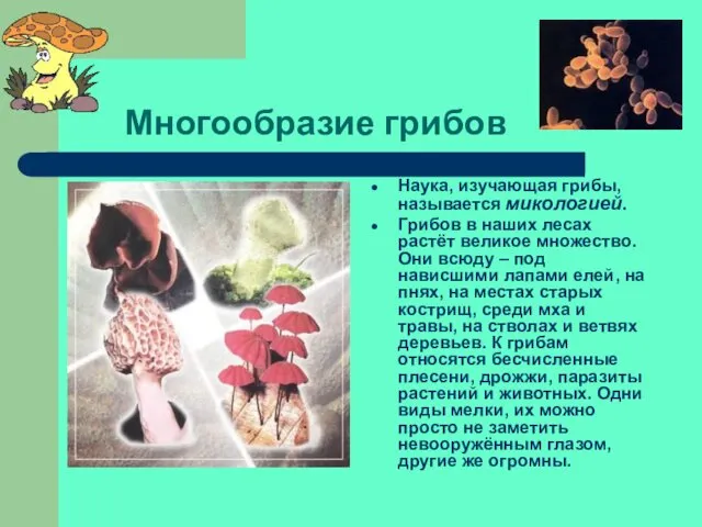 Многообразие грибов Наука, изучающая грибы, называется микологией. Грибов в наших