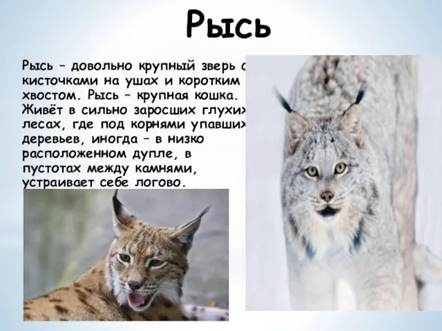 Рысь – довольно крупный зверь с кисточками на ушах и