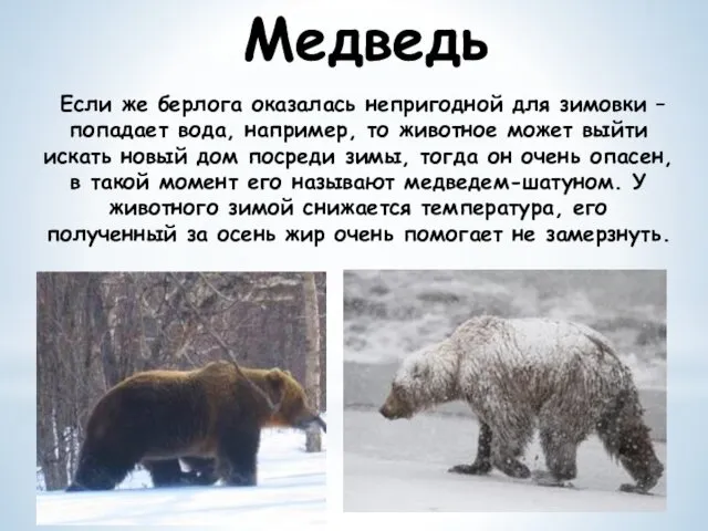 Если же берлога оказалась непригодной для зимовки – попадает вода,