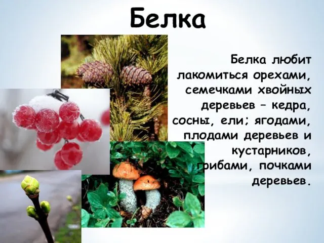 Белка любит лакомиться орехами, семечками хвойных деревьев – кедра, сосны,