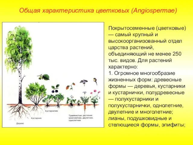 Покрытосеменные (цветковые) — самый крупный и высокоорганизованный отдел царства растений,