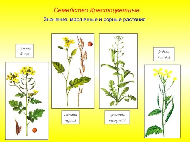 сумочник пастуший горчица черная горчица белая редька полевая Семейство Крестоцветные Значение: масличные и сорные растения