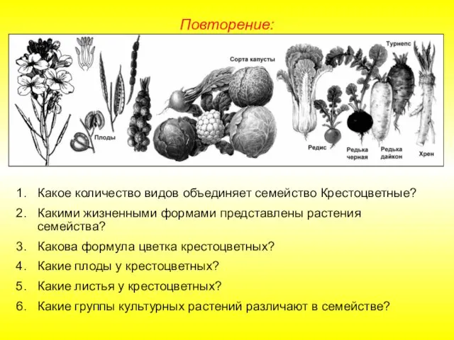 Какое количество видов объединяет семейство Крестоцветные? Какими жизненными формами представлены