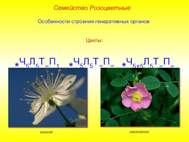 Особенности строения генеративных органов Цветы: *Ч5Л5Т∞П1 *Ч5+5Л5Т∞П∞ вишня шиповник *Ч5Л5Т∞П∞ Семейство Розоцветные