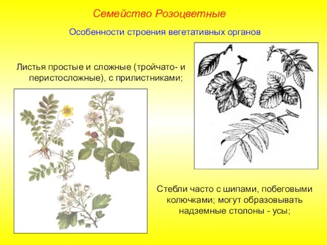 Листья простые и сложные (тройчато- и перистосложные), с прилистниками; Стебли