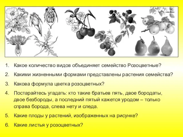 Какое количество видов объединяет семейство Розоцветные? Какими жизненными формами представлены