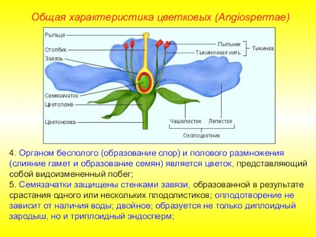 4. Органом бесполого (образование спор) и полового размножения (слияние гамет