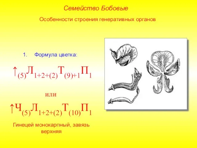 Формула цветка: ↑(5)Л1+2+(2)Т(9)+1П1 или ↑Ч(5)Л1+2+(2)Т(10)П1 Семейство Бобовые Особенности строения генеративных органов Гинецей монокарпный, завязь верхняя
