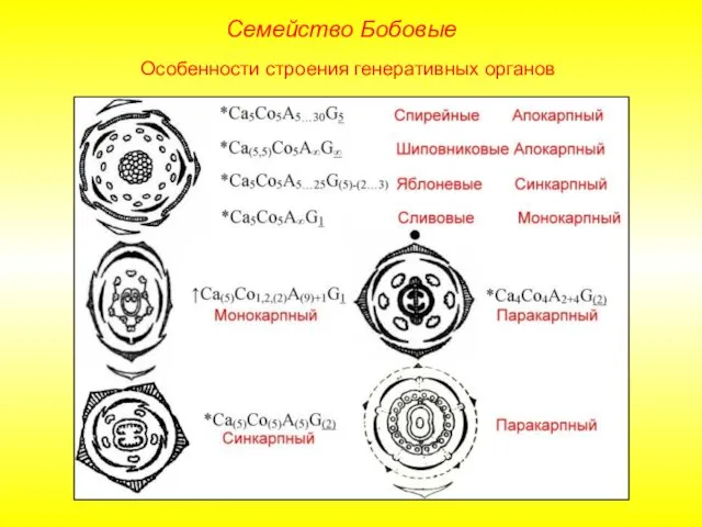 Семейство Бобовые Особенности строения генеративных органов