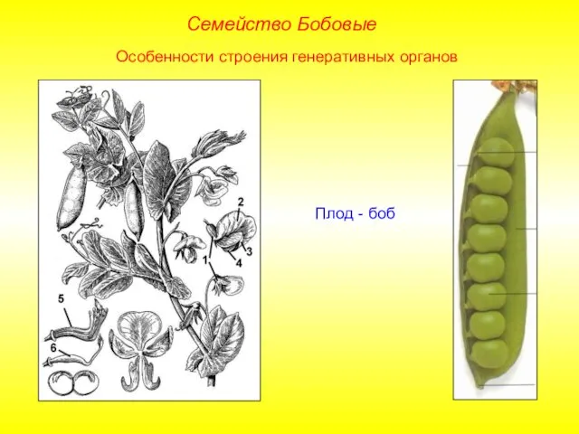 Плод - боб Семейство Бобовые Особенности строения генеративных органов
