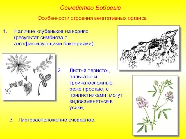Особенности строения вегетативных органов Наличие клубеньков на корнях (результат симбиоза