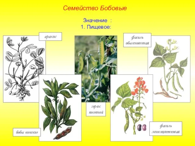 фасоль обыкновенная горох посевной арахис фасоль многоцветковая бобы конские Семейство Бобовые Значение : 1. Пищевое: