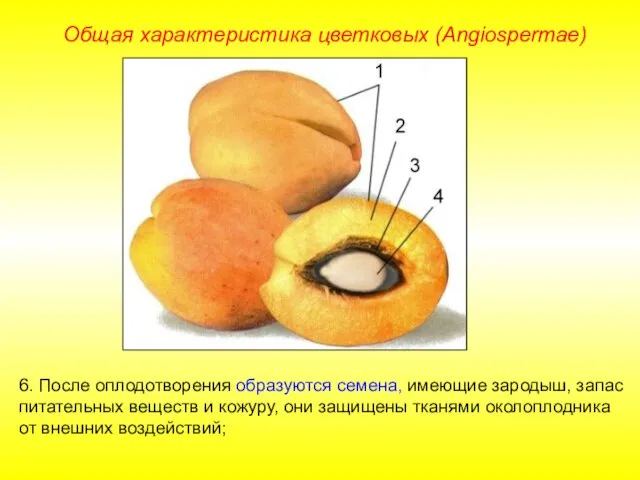 6. После оплодотворения образуются семена, имеющие зародыш, запас питательных веществ