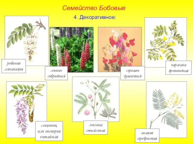 робиния лжеакация карагана древовидная люпин гибридный глициния, или вистерия китайская