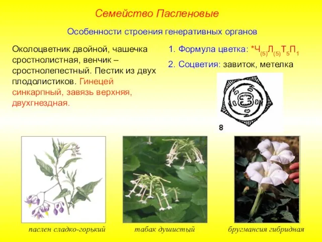 1. Формула цветка: *Ч(5)Л(5)Т5П1 2. Соцветия: завиток, метелка паслен сладко-горький