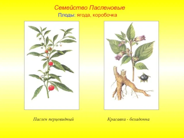 Плоды: ягода, коробочка Паслен перцевидный Красавка - беладонна Семейство Пасленовые