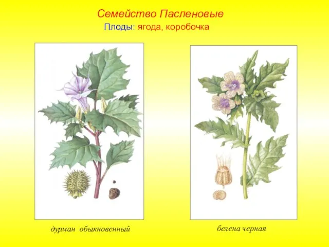 Плоды: ягода, коробочка Семейство Пасленовые белена черная дурман обыкновенный