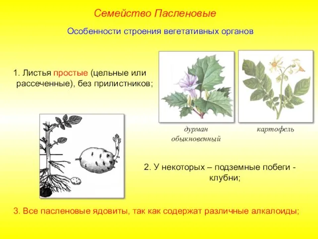 1. Листья простые (цельные или рассеченные), без прилистников; 2. У