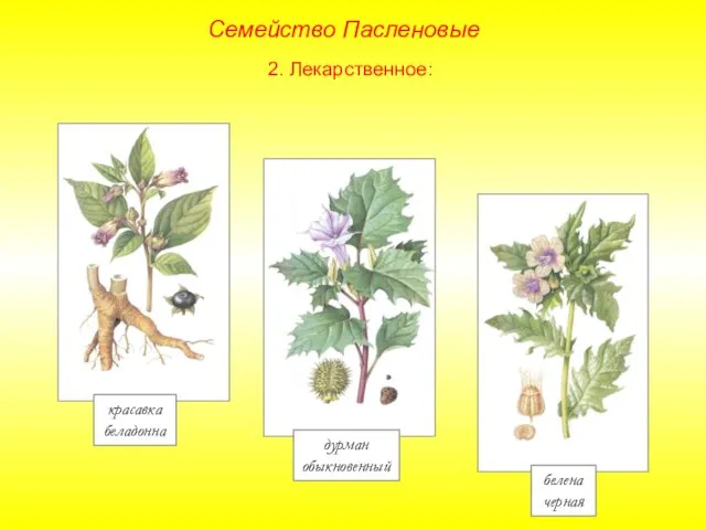 2. Лекарственное: красавка беладонна дурман обыкновенный белена черная Семейство Пасленовые