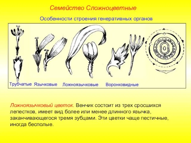 Семейство Сложноцветные Особенности строения генеративных органов Ложноязычковый цветок. Венчик состоит