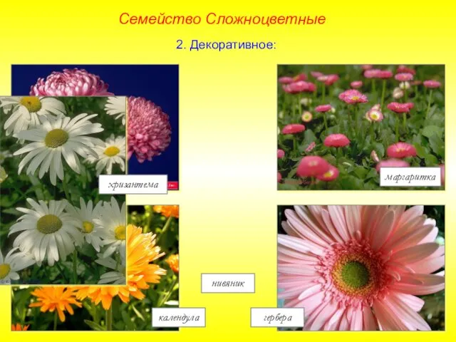 маргаритка гербера календула нивяник хризантема Семейство Сложноцветные 2. Декоративное: