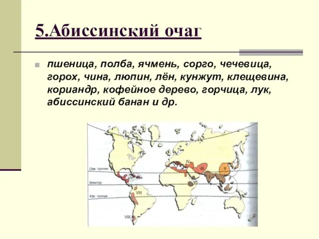 5.Абиссинский очаг пшеница, полба, ячмень, сорго, чечевица, горох, чина, люпин,