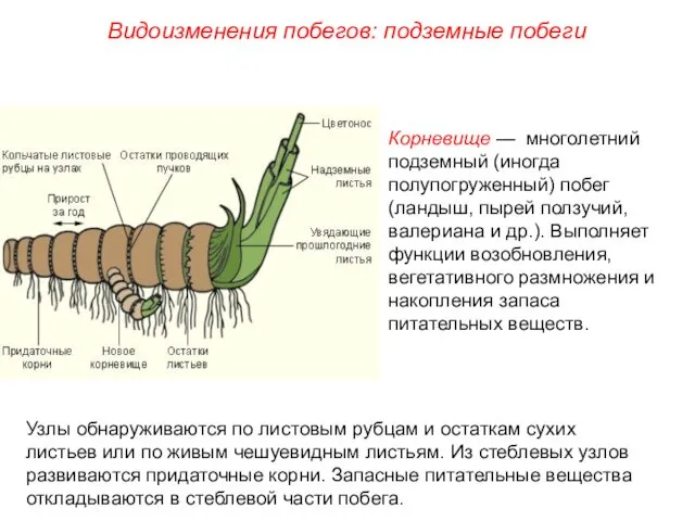 Видоизменения побегов: подземные побеги Корневище — многолетний подземный (иногда полупогруженный)