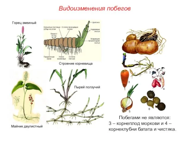 Видоизменения побегов Побегами не являются: 3 – корнеплод моркови и 4 – корнеклубни батата и чистяка.