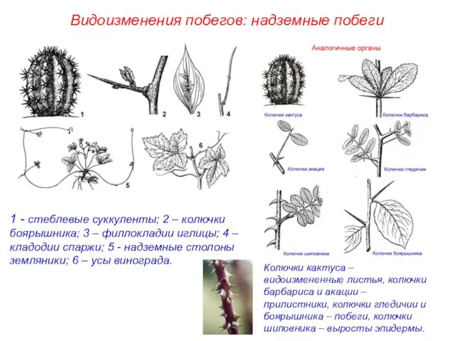 1 - стеблевые суккуленты; 2 – колючки боярышника; 3 –