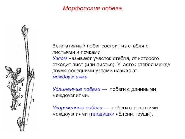 Вегетативный побег состоит из стебля с листьями и почками. Узлом