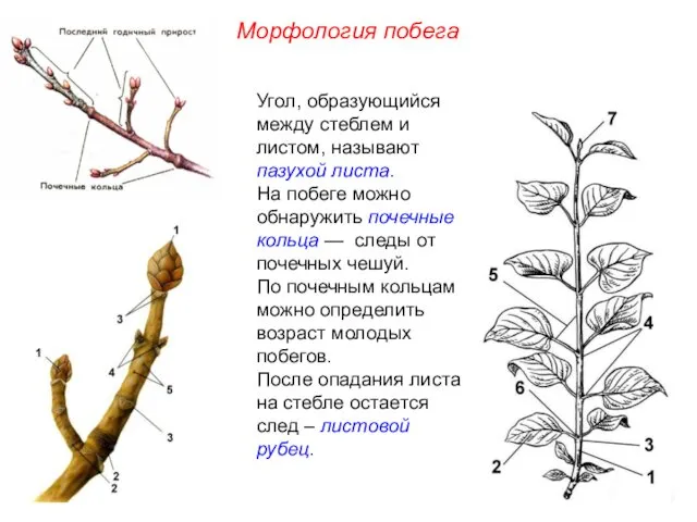 Угол, образующийся между стеблем и листом, называют пазухой листа. На