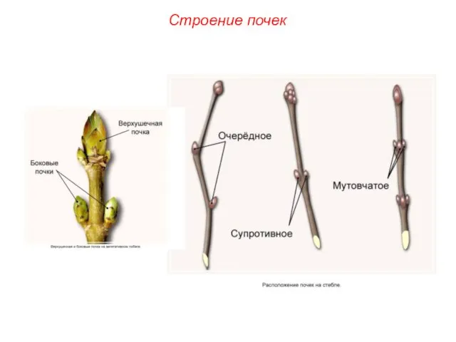 Строение почек